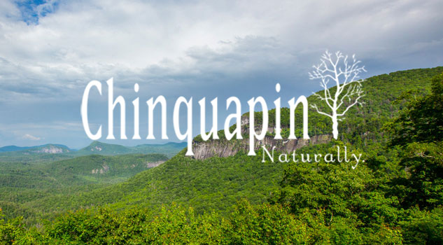 chinguapin